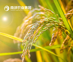 广州南沙现代农业产业集团官网上线开通啦！
